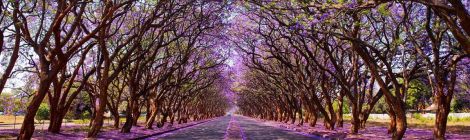 Dai-lo-Milton-tai-Harare-Zimbabwe