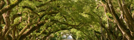 Doan-duong-cay-soi-tai-Louisiana-Hoa-Ky